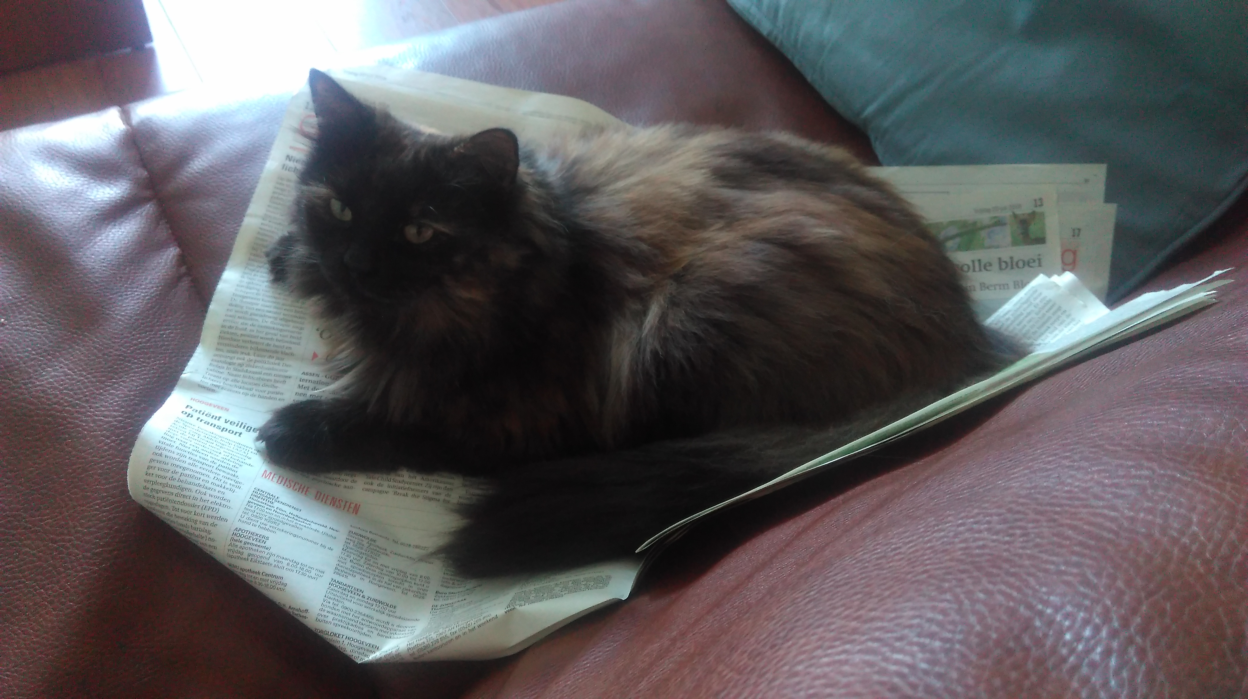 2019-Ode aan huisdieren-foto1