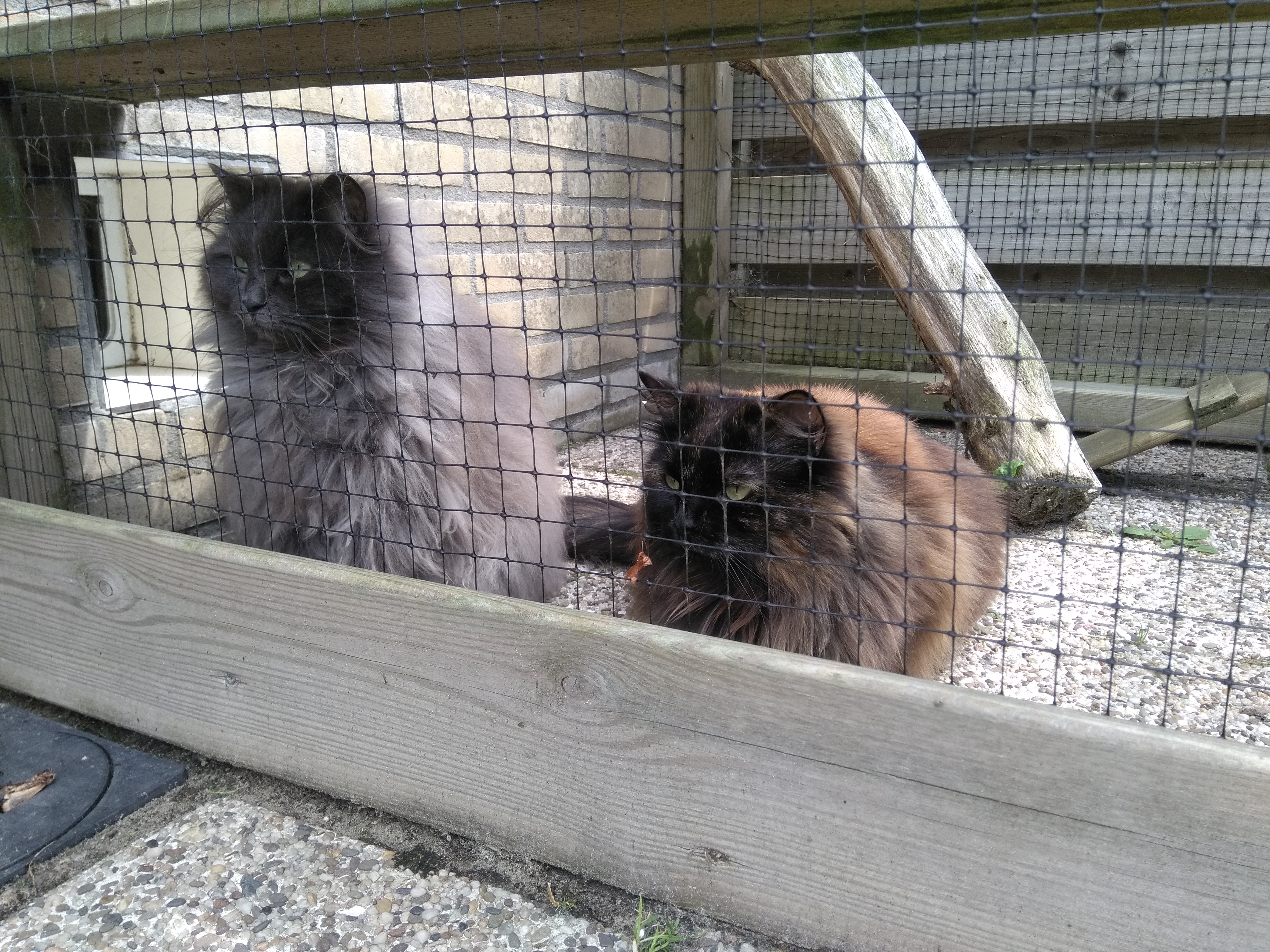 2020-Meneer en mevrouw kat-foto